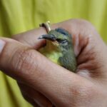 Akshara Reddy Instagram - Found this kutty fellow in my house!! she's sooooo cute 😍 I hav never touched a tiny bird like this ever 😍😍😍 Well I guess she's sick.. I left her in my terrace garden.. there's water nd lot of plants including a mango tree with loads of mangoes.. so there's plenty of water nd food fr her there nd can fly off whenever she wants.. hope she I'll be fine soon..