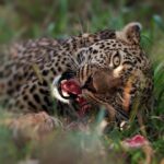 Anupama Gowda Instagram - The elusive Luluka and the kill at Masai Mara- with blood on her tongue and the hunger in her eyes. Something about this image transfixed me- the sheer violence attached to it, yet there is beauty in the circle of life. I thought this could be the first image I post, coz isn’t that what jungle is all about- a grounded and a humbling mirror to life as it is. Definitely this happend only bcoz of @dr.shashank.b.gowda, thanks for the amazing workshop at Masai Mara😃 Camera: @sonyalphain Masai Mara, Kenya
