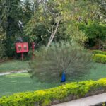 Archana Vijaya Instagram - Morning trivia ! DYK - “The most common mating ritual of the peacock is the displaying of his train. Males spread their tails in a fan shape and strut back and forth while shaking their feathers to produce a rattling noise. This gets the peahen's attention, and then it's up to her to pick her favorite male.” I was lucky enough to capture this on camera… what happens next….. well … use your imagination 😂😝 Also - how many peacocks can you see in this video? 🧐 #naturelovers #natureatitsbest🍃 #peacock #loveislove #reelitfeelit
