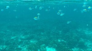 Archana Vijaya Instagram - Hello summer ! 🌴🌊

The kids gotta have a day out, jumping in the ocean in the middle of no where and say hello to some lil 🐠🐟🐠🐟 ! 

Video credit has to go to @shivalrous_b ! 💯