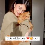 Arishfa Khan Instagram – PAWfect life ❤️🐾🥺

 #cats #humananimalbond #love #oreo #lily #mimi #mowgli