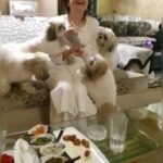 Bhagyashree Instagram - Doggo love! The cutest bunch indeed.... @simplysheeba I love your babies. #aboutlastnight #loveisintheair #momentstoremember #doggolove #bestie #familytime