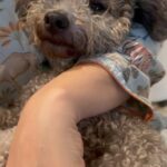 Bhumi Pednekar Instagram - Today was my duty 🫡 #Beau #Bruno #DogMom