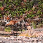 Dia Mirza Instagram - Happy #GlobalTigerDay 🐯🌳💧🌏 India is home to 3500 Tigers in the wild, this is 70% of the World’s Tiger Population 🇮🇳 Tiger Forests are the source of pure water supply to over 600 Indian rivers! I salute the efforts of our #Vanrakshaks (Forest Guards) and every single person involved in the conservation and protection of our Tigers. This year marks 50 years of Project Tiger. A conservation programme that has helped protect these majestic wild cats and their emerald forests. The Tiger is a metaphor for all of nature. Their existence ensures the fragile ecological balance required to maintain our health, well being, peace and progress. Tiger protection is #ClimateAction. Now more than ever, we need to help and contribute to the efforts being made to secure Tiger forests, strengthening efforts of all those working towards mitigation of conflict, ensuring there is zero tolerance for poaching and making sure infrastructure projects are ecologically designed and help peaceful coexistence. Find an organisation you would like to support in this work today💚 #Tiger #Forests #Nature #IAmNature #SDGs #GlobalGoals #ForPeopleForPlanet