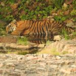 Dia Mirza Instagram - Happy #GlobalTigerDay 🐯🌳💧🌏 India is home to 3500 Tigers in the wild, this is 70% of the World’s Tiger Population 🇮🇳 Tiger Forests are the source of pure water supply to over 600 Indian rivers! I salute the efforts of our #Vanrakshaks (Forest Guards) and every single person involved in the conservation and protection of our Tigers. This year marks 50 years of Project Tiger. A conservation programme that has helped protect these majestic wild cats and their emerald forests. The Tiger is a metaphor for all of nature. Their existence ensures the fragile ecological balance required to maintain our health, well being, peace and progress. Tiger protection is #ClimateAction. Now more than ever, we need to help and contribute to the efforts being made to secure Tiger forests, strengthening efforts of all those working towards mitigation of conflict, ensuring there is zero tolerance for poaching and making sure infrastructure projects are ecologically designed and help peaceful coexistence. Find an organisation you would like to support in this work today💚 #Tiger #Forests #Nature #IAmNature #SDGs #GlobalGoals #ForPeopleForPlanet