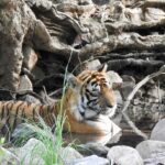 Dia Mirza Instagram - Happy #GlobalTigerDay 🐯🌳💧🌏 India is home to 3500 Tigers in the wild, this is 70% of the World’s Tiger Population 🇮🇳 Tiger Forests are the source of pure water supply to over 600 Indian rivers! I salute the efforts of our #Vanrakshaks (Forest Guards) and every single person involved in the conservation and protection of our Tigers. This year marks 50 years of Project Tiger. A conservation programme that has helped protect these majestic wild cats and their emerald forests. The Tiger is a metaphor for all of nature. Their existence ensures the fragile ecological balance required to maintain our health, well being, peace and progress. Tiger protection is #ClimateAction. Now more than ever, we need to help and contribute to the efforts being made to secure Tiger forests, strengthening efforts of all those working towards mitigation of conflict, ensuring there is zero tolerance for poaching and making sure infrastructure projects are ecologically designed and help peaceful coexistence. Find an organisation you would like to support in this work today💚 #Tiger #Forests #Nature #IAmNature #SDGs #GlobalGoals #ForPeopleForPlanet