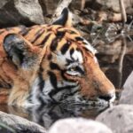 Dia Mirza Instagram - Happy #GlobalTigerDay 🐯🌳💧🌏 India is home to 3500 Tigers in the wild, this is 70% of the World’s Tiger Population 🇮🇳 Tiger Forests are the source of pure water supply to over 600 Indian rivers! I salute the efforts of our #Vanrakshaks (Forest Guards) and every single person involved in the conservation and protection of our Tigers. This year marks 50 years of Project Tiger. A conservation programme that has helped protect these majestic wild cats and their emerald forests. The Tiger is a metaphor for all of nature. Their existence ensures the fragile ecological balance required to maintain our health, well being, peace and progress. Tiger protection is #ClimateAction. Now more than ever, we need to help and contribute to the efforts being made to secure Tiger forests, strengthening efforts of all those working towards mitigation of conflict, ensuring there is zero tolerance for poaching and making sure infrastructure projects are ecologically designed and help peaceful coexistence. Find an organisation you would like to support in this work today💚 #Tiger #Forests #Nature #IAmNature #SDGs #GlobalGoals #ForPeopleForPlanet