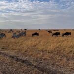 Elena Roxana Maria Fernandes Instagram - Into the wild! . @atuaenkopafrica . . . #masaimara #masaimaranationalpark #kenya #wildlife #luxuryvacation #atuaenkopafrica #natural #nature #black #beauty #wild #travel #travelgram #safari #wildlife #africa