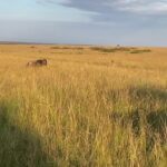 Gayatri Bhardwaj Instagram - A CHEETAH KILL attempt 🙀🥹❤️🫣 Maasai Mara
