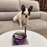 Karunya Ram Instagram - Happiest B’day to u DHEERA Magu 🎂💜💙💗❤️🐶🧿🍭🎉💐u turned 2 today loads of memories together wish u good health 🤗 : : #petstagram #bestpet #cutedogs #celebritydog #frenchbulldog #dheera #frenchbulldog #naughtylittleboy #canineclubofcubbonpark #cannineclubofbangalore Bangalore, India