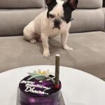 Karunya Ram Instagram - Happiest B’day to u DHEERA Magu 🎂💜💙💗❤️🐶🧿🍭🎉💐u turned 2 today loads of memories together wish u good health 🤗 : : #petstagram #bestpet #cutedogs #celebritydog #frenchbulldog #dheera #frenchbulldog #naughtylittleboy #canineclubofcubbonpark #cannineclubofbangalore Bangalore, India