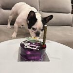 Karunya Ram Instagram - Happiest B’day to u DHEERA Magu 🎂💜💙💗❤️🐶🧿🍭🎉💐u turned 2 today loads of memories together wish u good health 🤗 : : #petstagram #bestpet #cutedogs #celebritydog #frenchbulldog #dheera #frenchbulldog #naughtylittleboy #canineclubofcubbonpark #cannineclubofbangalore Bangalore, India