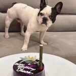 Karunya Ram Instagram - Happiest B’day to u DHEERA Magu 🎂💜💙💗❤️🐶🧿🍭🎉💐u turned 2 today loads of memories together wish u good health 🤗 : : #petstagram #bestpet #cutedogs #celebritydog #frenchbulldog #dheera #frenchbulldog #naughtylittleboy #canineclubofcubbonpark #cannineclubofbangalore Bangalore, India