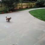 Neelam Kothari Instagram - Super puppy dog to the rescue 🦸‍♂️ #staysafe @oreosoni2020