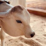 Neeraja Kona Instagram - :) Bapatla