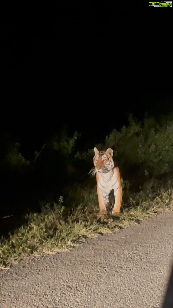 Nidhi Subbaiah Instagram - My hands are still shaking while I type this! I still can’t believe I spotted a wild tiger last night during the night drive! 🫢 Meet the majestic and fearless, mother of 3 cubs, “Snow White” ladies and gentlemen! 🐅🐯 Thirunelly