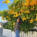Pooja Batra Instagram - Surrounded by Flowers 💛💛💛 #angelstrumpet #brugmansia #datura Capitola-by-the-Sea