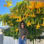 Pooja Batra Instagram - Surrounded by Flowers 💛💛💛 #angelstrumpet #brugmansia #datura Capitola-by-the-Sea