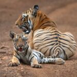 Raveena Tandon Instagram - Both images clicked at the same time from the same vehicle by us (Raveena Tandon and Sarosh Lodhi). One focused on the cub, the other focused the mother. While we will not tell you who clicked which one, but can you guess it by mentioning in the comments section? #tadoba #tigers #cats #animals Tadoba - Andhari Tiger Reserve
