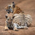 Raveena Tandon Instagram - Both images clicked at the same time from the same vehicle by us (Raveena Tandon and Sarosh Lodhi). One focused on the cub, the other focused the mother. While we will not tell you who clicked which one, but can you guess it by mentioning in the comments section? #tadoba #tigers #cats #animals Tadoba - Andhari Tiger Reserve