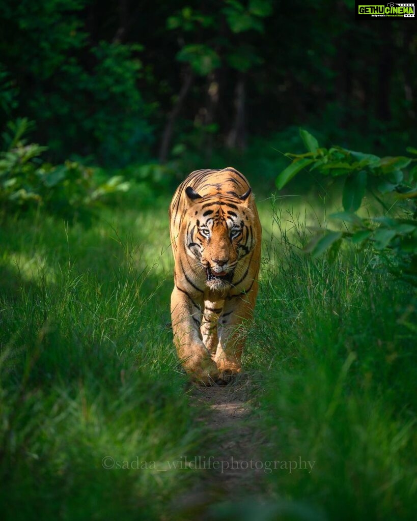 Sadha Instagram - Tiger in monsoon greens! And it’s icing on the cake, if it’s CM! My dream to get his head on finally came true with this sighting. I have mostly found him sleeping/resting. This day was no different. We got him sleeping first but luckily within half an hour he started to get active & I couldn’t control my excitement when he started walking towards the gypsy. 😀 However don’t know what’s with him that he looked down or sideways while walking, never straight into the camera. Like his mother Choti Tara, some say. I’m glad he made this eye contact at the right time! 💚☺️ I was so confused while editing this one as to which composition to choose. I tried different ones. More head room, more leg room, close & wide in each & then subject in the centre. And liked them all as each had a different flavour. After spending a long time, when I was still unable to make my mind, I reached out to my mother. 😅 She simplified it for me by saying, just share them all! However she voted for the second one. What’s your pick. Which one appeals to you more? #tadoba #tadobaandharitigerreserve #chotamatka #tiger #savetigers #wildlifephotography #sadaa #sadaasgreenlife #sadaawildlifephotography Tadoba - Andhari Tiger Reserve