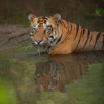 Sadha Instagram - Jr. Bajrang, from my last trip to Tadoba! Very elusive male, that probably hates the sight of humans. It was only after he was given enough and more space, he chilled in this water body for good 2 hours. Even then, once in a while, he did keep a check when there was any movement happening where all gypsies were parked. The reason why he is become like that was very obvious in my very first and probably the last visit to his home, Mamla buffer.. #sadaa #sadaasgreenlife #sadaawildlifephotography #tiger #savetigers #wildlife #wildlifephotography #tadoba #tadobanationalpark Tadoba - Andhari Tiger Reserve