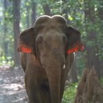 Sadha Instagram – Wish you all a very happy Ganesh Chaturthi! May Ganapathi Bappa fulfil all your wishes! 🙏💚

#ganeshchaturthi #elephant #gentlegiant #wildandfree #wildlifephotography #sadaa #sadaasgreenlife