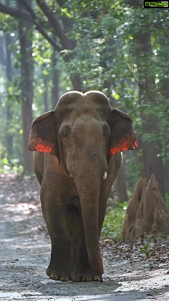 Sadha Instagram - Wish you all a very happy Ganesh Chaturthi! May Ganapathi Bappa fulfil all your wishes! 🙏💚 #ganeshchaturthi #elephant #gentlegiant #wildandfree #wildlifephotography #sadaa #sadaasgreenlife