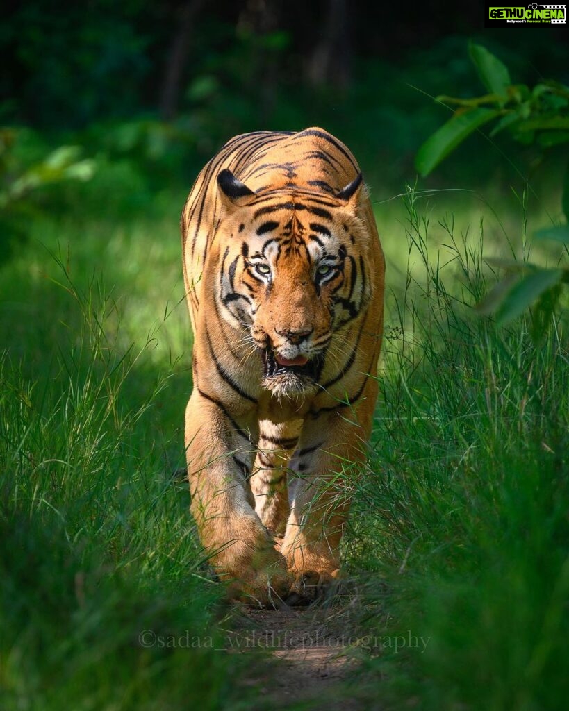 Sadha Instagram - Tiger in monsoon greens! And it’s icing on the cake, if it’s CM! My dream to get his head on finally came true with this sighting. I have mostly found him sleeping/resting. This day was no different. We got him sleeping first but luckily within half an hour he started to get active & I couldn’t control my excitement when he started walking towards the gypsy. 😀 However don’t know what’s with him that he looked down or sideways while walking, never straight into the camera. Like his mother Choti Tara, some say. I’m glad he made this eye contact at the right time! 💚☺️ I was so confused while editing this one as to which composition to choose. I tried different ones. More head room, more leg room, close & wide in each & then subject in the centre. And liked them all as each had a different flavour. After spending a long time, when I was still unable to make my mind, I reached out to my mother. 😅 She simplified it for me by saying, just share them all! However she voted for the second one. What’s your pick. Which one appeals to you more? #tadoba #tadobaandharitigerreserve #chotamatka #tiger #savetigers #wildlifephotography #sadaa #sadaasgreenlife #sadaawildlifephotography Tadoba - Andhari Tiger Reserve