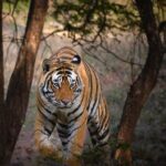 Sadha Instagram - The handsome hunk of RTR, T120.. In my very first & brief visit to RTR, I only wished to see this bold guy. In our 3rd & my last safari of the trip, we saw him in the most unexpected area, which belongs to another dominant male. No wonder he is also popular as Challenger! 😀 #rtr #ranthamborenationalpark #savetigers #sadaa #wildlife #wildlifephotography #sadaawildlifephotography #rajasthan #rajasthantourism Sawai Madhopur, Ranthambhore
