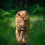Sadha Instagram - Tiger in monsoon greens! And it’s icing on the cake, if it’s CM! My dream to get his head on finally came true with this sighting. I have mostly found him sleeping/resting. This day was no different. We got him sleeping first but luckily within half an hour he started to get active & I couldn’t control my excitement when he started walking towards the gypsy. 😀 However don’t know what’s with him that he looked down or sideways while walking, never straight into the camera. Like his mother Choti Tara, some say. I’m glad he made this eye contact at the right time! 💚☺️ I was so confused while editing this one as to which composition to choose. I tried different ones. More head room, more leg room, close & wide in each & then subject in the centre. And liked them all as each had a different flavour. After spending a long time, when I was still unable to make my mind, I reached out to my mother. 😅 She simplified it for me by saying, just share them all! However she voted for the second one. What’s your pick. Which one appeals to you more? #tadoba #tadobaandharitigerreserve #chotamatka #tiger #savetigers #wildlifephotography #sadaa #sadaasgreenlife #sadaawildlifephotography Tadoba - Andhari Tiger Reserve