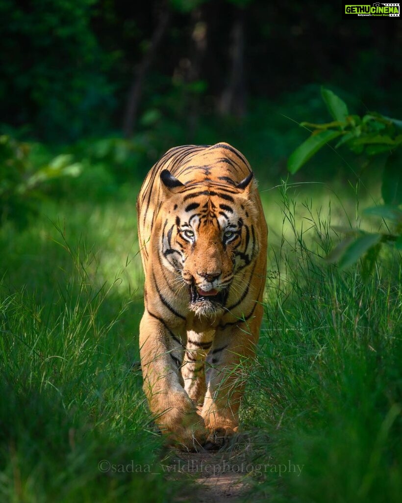 Sadha Instagram - Tiger in monsoon greens! And it’s icing on the cake, if it’s CM! My dream to get his head on finally came true with this sighting. I have mostly found him sleeping/resting. This day was no different. We got him sleeping first but luckily within half an hour he started to get active & I couldn’t control my excitement when he started walking towards the gypsy. 😀 However don’t know what’s with him that he looked down or sideways while walking, never straight into the camera. Like his mother Choti Tara, some say. I’m glad he made this eye contact at the right time! 💚☺️ I was so confused while editing this one as to which composition to choose. I tried different ones. More head room, more leg room, close & wide in each & then subject in the centre. And liked them all as each had a different flavour. After spending a long time, when I was still unable to make my mind, I reached out to my mother. 😅 She simplified it for me by saying, just share them all! However she voted for the second one. What’s your pick. Which one appeals to you more? #tadoba #tadobaandharitigerreserve #chotamatka #tiger #savetigers #wildlifephotography #sadaa #sadaasgreenlife #sadaawildlifephotography Tadoba - Andhari Tiger Reserve