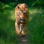 Sadha Instagram - Tiger in monsoon greens! And it’s icing on the cake, if it’s CM! My dream to get his head on finally came true with this sighting. I have mostly found him sleeping/resting. This day was no different. We got him sleeping first but luckily within half an hour he started to get active & I couldn’t control my excitement when he started walking towards the gypsy. 😀 However don’t know what’s with him that he looked down or sideways while walking, never straight into the camera. Like his mother Choti Tara, some say. I’m glad he made this eye contact at the right time! 💚☺️ I was so confused while editing this one as to which composition to choose. I tried different ones. More head room, more leg room, close & wide in each & then subject in the centre. And liked them all as each had a different flavour. After spending a long time, when I was still unable to make my mind, I reached out to my mother. 😅 She simplified it for me by saying, just share them all! However she voted for the second one. What’s your pick. Which one appeals to you more? #tadoba #tadobaandharitigerreserve #chotamatka #tiger #savetigers #wildlifephotography #sadaa #sadaasgreenlife #sadaawildlifephotography Tadoba - Andhari Tiger Reserve