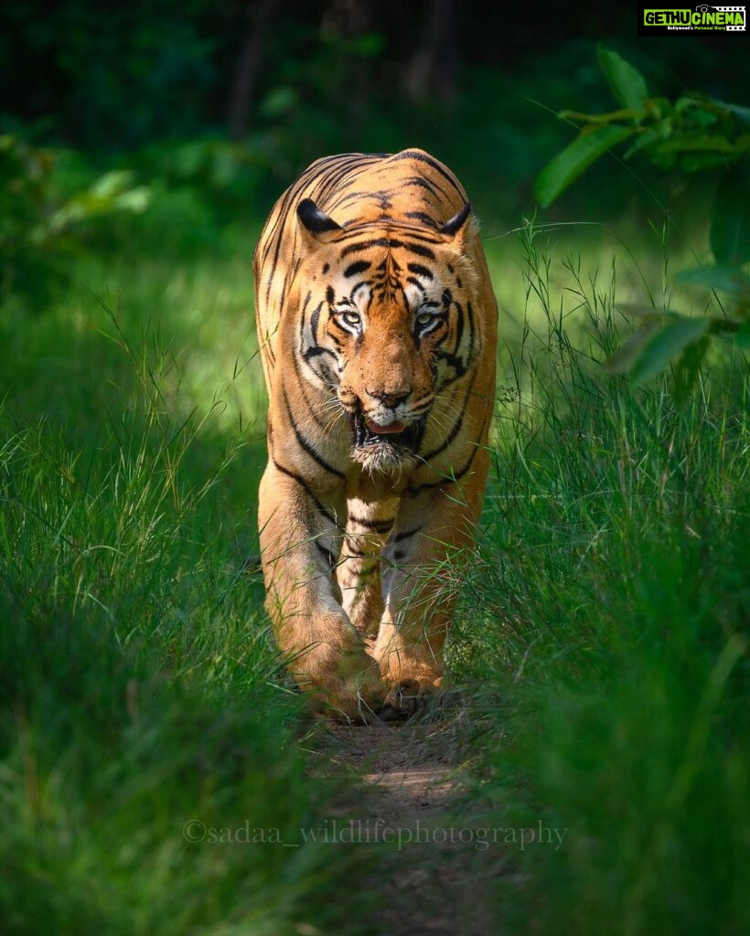 Sadha Instagram - Tiger in monsoon greens! And it’s icing on the cake, if it’s CM! My dream to get his head on finally came true with this sighting. I have mostly found him sleeping/resting. This day was no different. We got him sleeping first but luckily within half an hour he started to get active & I couldn’t control my excitement when he started walking towards the gypsy. 😀 However don’t know what’s with him that he looked down or sideways while walking, never straight into the camera. Like his mother Choti Tara, some say. I’m glad he made this eye contact at the right time! 💚☺️ I was so confused while editing this one as to which composition to choose. I tried different ones. More head room, more leg room, close & wide in each & then subject in the centre. And liked them all as each had a different flavour. After spending a long time, when I was still unable to make my mind, I reached out to my mother. 😅 She simplified it for me by saying, just share them all! However she voted for the second one. What’s your pick. Which one appeals to you more? #tadoba #tadobaandharitigerreserve #chotamatka #tiger #savetigers #wildlifephotography #sadaa #sadaasgreenlife #sadaawildlifephotography Tadoba - Andhari Tiger Reserve