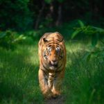 Sadha Instagram - Tiger in monsoon greens! And it’s icing on the cake, if it’s CM! My dream to get his head on finally came true with this sighting. I have mostly found him sleeping/resting. This day was no different. We got him sleeping first but luckily within half an hour he started to get active & I couldn’t control my excitement when he started walking towards the gypsy. 😀 However don’t know what’s with him that he looked down or sideways while walking, never straight into the camera. Like his mother Choti Tara, some say. I’m glad he made this eye contact at the right time! 💚☺️ I was so confused while editing this one as to which composition to choose. I tried different ones. More head room, more leg room, close & wide in each & then subject in the centre. And liked them all as each had a different flavour. After spending a long time, when I was still unable to make my mind, I reached out to my mother. 😅 She simplified it for me by saying, just share them all! However she voted for the second one. What’s your pick. Which one appeals to you more? #tadoba #tadobaandharitigerreserve #chotamatka #tiger #savetigers #wildlifephotography #sadaa #sadaasgreenlife #sadaawildlifephotography Tadoba - Andhari Tiger Reserve