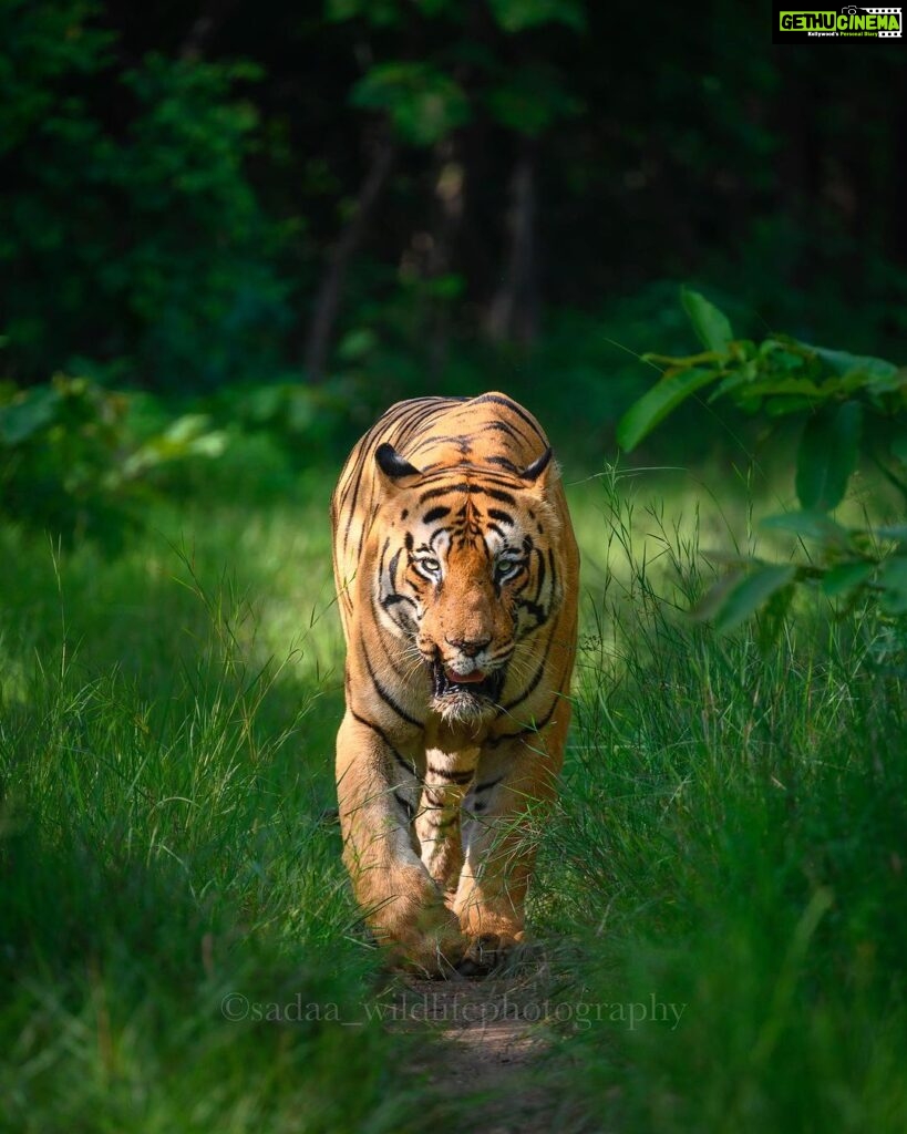 Sadha Instagram - Tiger in monsoon greens! And it’s icing on the cake, if it’s CM! My dream to get his head on finally came true with this sighting. I have mostly found him sleeping/resting. This day was no different. We got him sleeping first but luckily within half an hour he started to get active & I couldn’t control my excitement when he started walking towards the gypsy. 😀 However don’t know what’s with him that he looked down or sideways while walking, never straight into the camera. Like his mother Choti Tara, some say. I’m glad he made this eye contact at the right time! 💚☺️ I was so confused while editing this one as to which composition to choose. I tried different ones. More head room, more leg room, close & wide in each & then subject in the centre. And liked them all as each had a different flavour. After spending a long time, when I was still unable to make my mind, I reached out to my mother. 😅 She simplified it for me by saying, just share them all! However she voted for the second one. What’s your pick. Which one appeals to you more? #tadoba #tadobaandharitigerreserve #chotamatka #tiger #savetigers #wildlifephotography #sadaa #sadaasgreenlife #sadaawildlifephotography Tadoba - Andhari Tiger Reserve