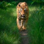 Sadha Instagram - Tiger in monsoon greens! And it’s icing on the cake, if it’s CM! My dream to get his head on finally came true with this sighting. I have mostly found him sleeping/resting. This day was no different. We got him sleeping first but luckily within half an hour he started to get active & I couldn’t control my excitement when he started walking towards the gypsy. 😀 However don’t know what’s with him that he looked down or sideways while walking, never straight into the camera. Like his mother Choti Tara, some say. I’m glad he made this eye contact at the right time! 💚☺️ I was so confused while editing this one as to which composition to choose. I tried different ones. More head room, more leg room, close & wide in each & then subject in the centre. And liked them all as each had a different flavour. After spending a long time, when I was still unable to make my mind, I reached out to my mother. 😅 She simplified it for me by saying, just share them all! However she voted for the second one. What’s your pick. Which one appeals to you more? #tadoba #tadobaandharitigerreserve #chotamatka #tiger #savetigers #wildlifephotography #sadaa #sadaasgreenlife #sadaawildlifephotography Tadoba - Andhari Tiger Reserve