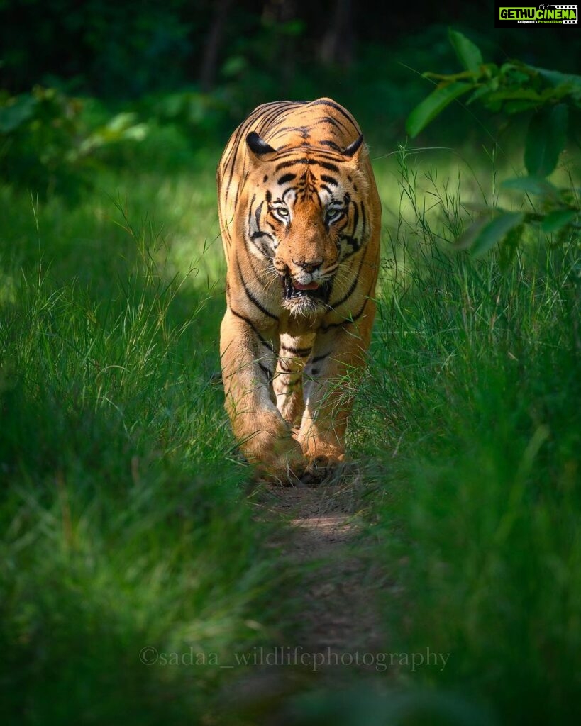 Sadha Instagram - Tiger in monsoon greens! And it’s icing on the cake, if it’s CM! My dream to get his head on finally came true with this sighting. I have mostly found him sleeping/resting. This day was no different. We got him sleeping first but luckily within half an hour he started to get active & I couldn’t control my excitement when he started walking towards the gypsy. 😀 However don’t know what’s with him that he looked down or sideways while walking, never straight into the camera. Like his mother Choti Tara, some say. I’m glad he made this eye contact at the right time! 💚☺️ I was so confused while editing this one as to which composition to choose. I tried different ones. More head room, more leg room, close & wide in each & then subject in the centre. And liked them all as each had a different flavour. After spending a long time, when I was still unable to make my mind, I reached out to my mother. 😅 She simplified it for me by saying, just share them all! However she voted for the second one. What’s your pick. Which one appeals to you more? #tadoba #tadobaandharitigerreserve #chotamatka #tiger #savetigers #wildlifephotography #sadaa #sadaasgreenlife #sadaawildlifephotography Tadoba - Andhari Tiger Reserve