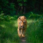 Sadha Instagram - Tiger in monsoon greens! And it’s icing on the cake, if it’s CM! My dream to get his head on finally came true with this sighting. I have mostly found him sleeping/resting. This day was no different. We got him sleeping first but luckily within half an hour he started to get active & I couldn’t control my excitement when he started walking towards the gypsy. 😀 However don’t know what’s with him that he looked down or sideways while walking, never straight into the camera. Like his mother Choti Tara, some say. I’m glad he made this eye contact at the right time! 💚☺️ I was so confused while editing this one as to which composition to choose. I tried different ones. More head room, more leg room, close & wide in each & then subject in the centre. And liked them all as each had a different flavour. After spending a long time, when I was still unable to make my mind, I reached out to my mother. 😅 She simplified it for me by saying, just share them all! However she voted for the second one. What’s your pick. Which one appeals to you more? #tadoba #tadobaandharitigerreserve #chotamatka #tiger #savetigers #wildlifephotography #sadaa #sadaasgreenlife #sadaawildlifephotography Tadoba - Andhari Tiger Reserve