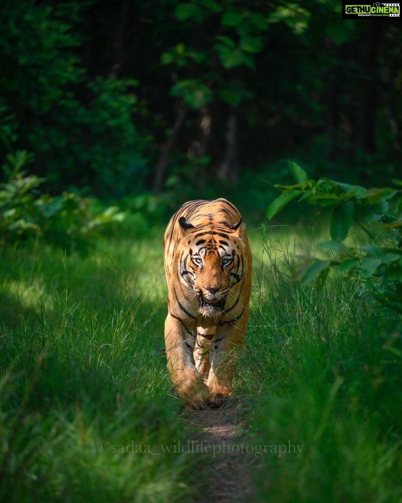 Sadha Instagram - Tiger in monsoon greens! And it’s icing on the cake, if it’s CM! My dream to get his head on finally came true with this sighting. I have mostly found him sleeping/resting. This day was no different. We got him sleeping first but luckily within half an hour he started to get active & I couldn’t control my excitement when he started walking towards the gypsy. 😀 However don’t know what’s with him that he looked down or sideways while walking, never straight into the camera. Like his mother Choti Tara, some say. I’m glad he made this eye contact at the right time! 💚☺️ I was so confused while editing this one as to which composition to choose. I tried different ones. More head room, more leg room, close & wide in each & then subject in the centre. And liked them all as each had a different flavour. After spending a long time, when I was still unable to make my mind, I reached out to my mother. 😅 She simplified it for me by saying, just share them all! However she voted for the second one. What’s your pick. Which one appeals to you more? #tadoba #tadobaandharitigerreserve #chotamatka #tiger #savetigers #wildlifephotography #sadaa #sadaasgreenlife #sadaawildlifephotography Tadoba - Andhari Tiger Reserve