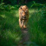 Sadha Instagram - Tiger in monsoon greens! And it’s icing on the cake, if it’s CM! My dream to get his head on finally came true with this sighting. I have mostly found him sleeping/resting. This day was no different. We got him sleeping first but luckily within half an hour he started to get active & I couldn’t control my excitement when he started walking towards the gypsy. 😀 However don’t know what’s with him that he looked down or sideways while walking, never straight into the camera. Like his mother Choti Tara, some say. I’m glad he made this eye contact at the right time! 💚☺️ I was so confused while editing this one as to which composition to choose. I tried different ones. More head room, more leg room, close & wide in each & then subject in the centre. And liked them all as each had a different flavour. After spending a long time, when I was still unable to make my mind, I reached out to my mother. 😅 She simplified it for me by saying, just share them all! However she voted for the second one. What’s your pick. Which one appeals to you more? #tadoba #tadobaandharitigerreserve #chotamatka #tiger #savetigers #wildlifephotography #sadaa #sadaasgreenlife #sadaawildlifephotography Tadoba - Andhari Tiger Reserve