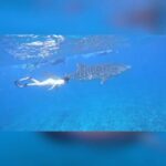 Sagarika Ghatge Instagram - Undeniably, the most stunning underwater experience, pure euphoria as we swim alongside a magnificent whale shark, creating an unforgettable and magical moment that will stay with me forever. Every underwater adventure for me, opens up a world of wonder. Diving beneath the surface and immersing in the vibrant colours, the tranquility of the sea, and the mesmerising marine life. Nothing beats an experience, a profound connection with nature that fills your heart. It’s in these depths where one truly comes alive! Thank you @shaj_maldives for capturing the video. @conrad_maldives @eastern.travels