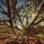 Samyukta Hornad Instagram - Seasons come and go… Leaves wither and fall… But I stand strong and tall, Because my roots are deep, I’m rooted to rise up. I welcome new light. #BeATree #EarthDay