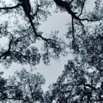 Samyukta Hornad Instagram - Seasons come and go… Leaves wither and fall… But I stand strong and tall, Because my roots are deep, I’m rooted to rise up. I welcome new light. #BeATree #EarthDay