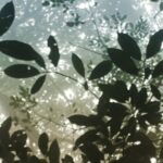Samyukta Hornad Instagram - Seasons come and go… Leaves wither and fall… But I stand strong and tall, Because my roots are deep, I’m rooted to rise up. I welcome new light. #BeATree #EarthDay