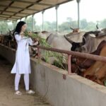 Sapna Vyas Instagram - Moo Moo! 🐮 🐄 #TravelBlog #Gaushala Nimba Nature Cure & Holistic Healthcare Centre