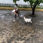 Sastika Rajendran Instagram - Me doing “Healthy Flirting” Meanwhile the Goat does “the subtle art of not giving a fcuk” Live commentary @aparna.rajkumar 😃 Producer @vjchristy 🤦🏼‍♀️ Please avoid comments like GOAT with goat 😏😅🥲 #animalsofinstagram #goat #siruvani #coimbatore DVARA Resorts