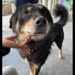 Simran Choudhary Instagram - Never met a doggo I did not want to pet (read squish) 🥹🐶🤍 . . . #mountaindog #mountaindogs #doggos #doggolove #cynophile #pawsome #indiedogs #indiedogsofinstagram #dogsofinstagram #puppy #puppylove #puppies