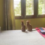 Surabhi Santosh Instagram - Story time: On Jan 23rd this year, in between our busy morning routine my family and I heard a kitten crying. I remember asking my mom about the kitten but I didn’t think much of it as I was in a hurry to get to work. When I came back home in the evening, I could still hear the cries, but now, it was much weaker. It went on for sometime before it completely stopped. My mom told me that the kitten had been crying the entire day. Around the same time, my dad received a call from my neighbour asking if we could foster a kitten that had just been rescued by a lady living a few houses away as she couldn’t keep the kitten since her mom was undergoing treatment for cancer; Thinking it might be the same kitten we heard crying all day, we walked over to her house with our carrier in tow. On the way, we hear the faint cry again, we decided to look around and found the cutest ginger cat hiding behind a lamp post! She was all but 2 weeks. Although she was tiny and weak, she was still brave in her attempts to defend herself as we tried to catch her. Finally she gave in and we put her in the carrier. Whilst being confused about our rescue, we received a call from the lady next door asking us where we were… It is then we realised that the kitten she was talking about was different!!! Since we promised her that we’d come, we went over to her house and found another beautiful ginger girl waiting for us. To our surprise the kitten we had just rescued and who had been crying non-stop since, immediately stopped crying at the sight of the other kitten. It is only after we put the 2nd kitten in our carrier that we realised that the both of them were in fact sisters from the same litter and had been abandoned by someone that morning 😮😮 It was heartwarming to watch how these scared kittens calmed down when they saw eachother. The initial plan was to foster them and give them to another loving home that could take care them both BUT the thought of having to give them away was unbearable and we just couldn’t. Now, 8 months later, they have become a big part of our small family and the happiness they bring to us every single day cannot be put into words. 😍🥰 Contd in caption.