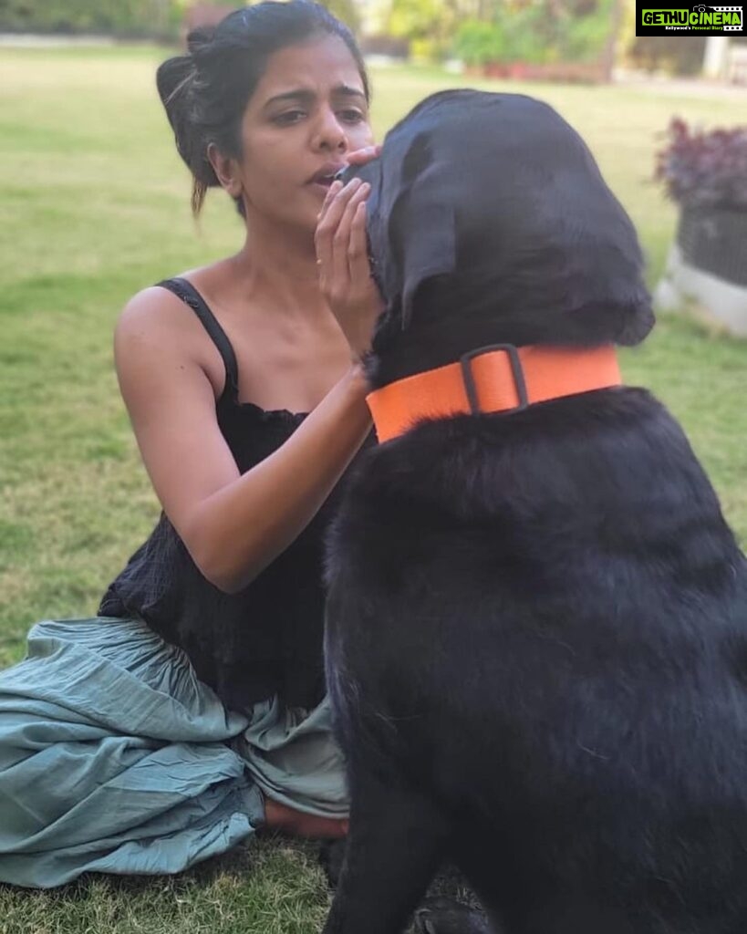 Swagatha S Krishnan Instagram - Random weekday bellyrub picnic with my big boys Lucky & Simba ♥♥ #dogsofinstagram #doglife #retreiver #labrador #chennai